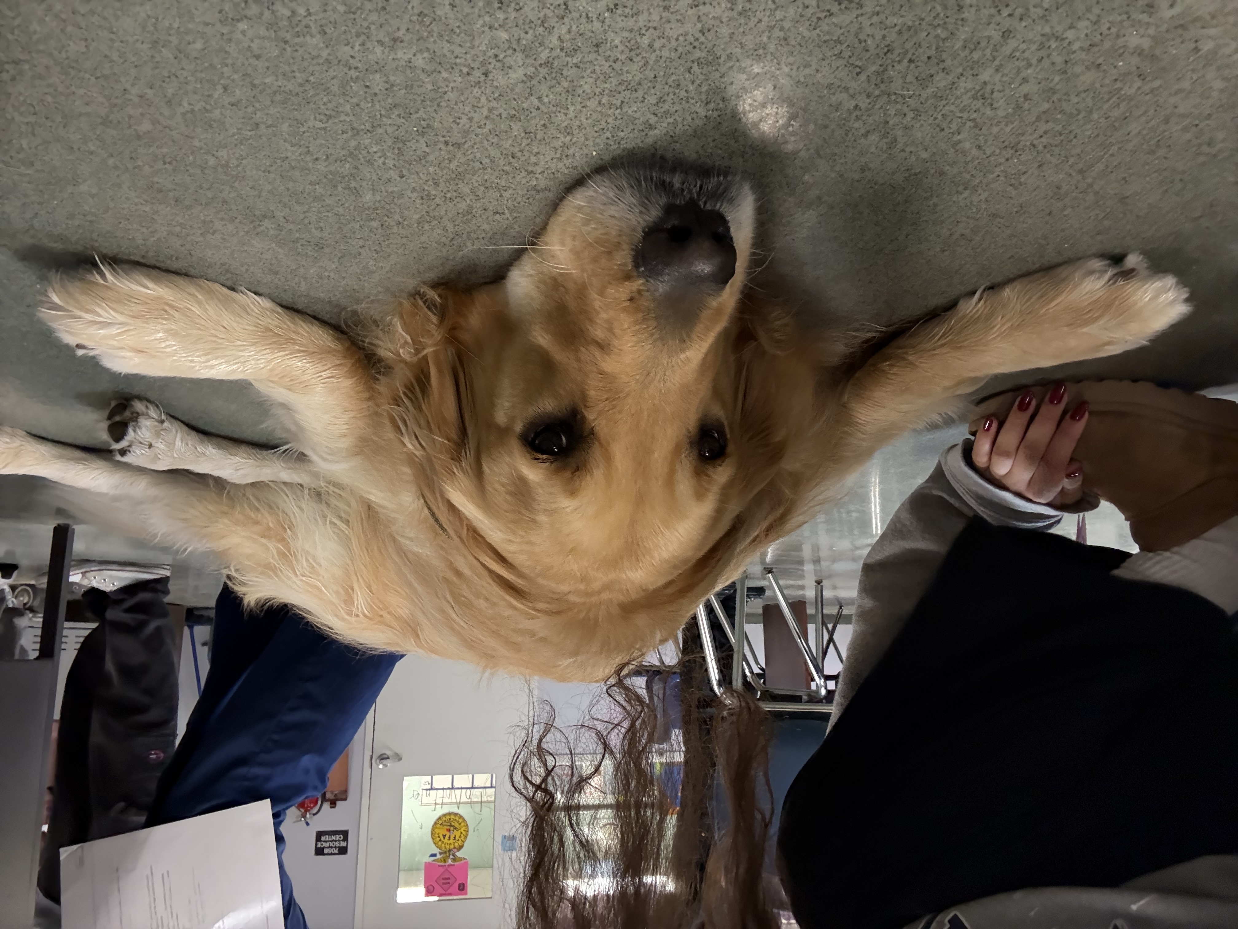 Golden retriever resting calmly on the floor
