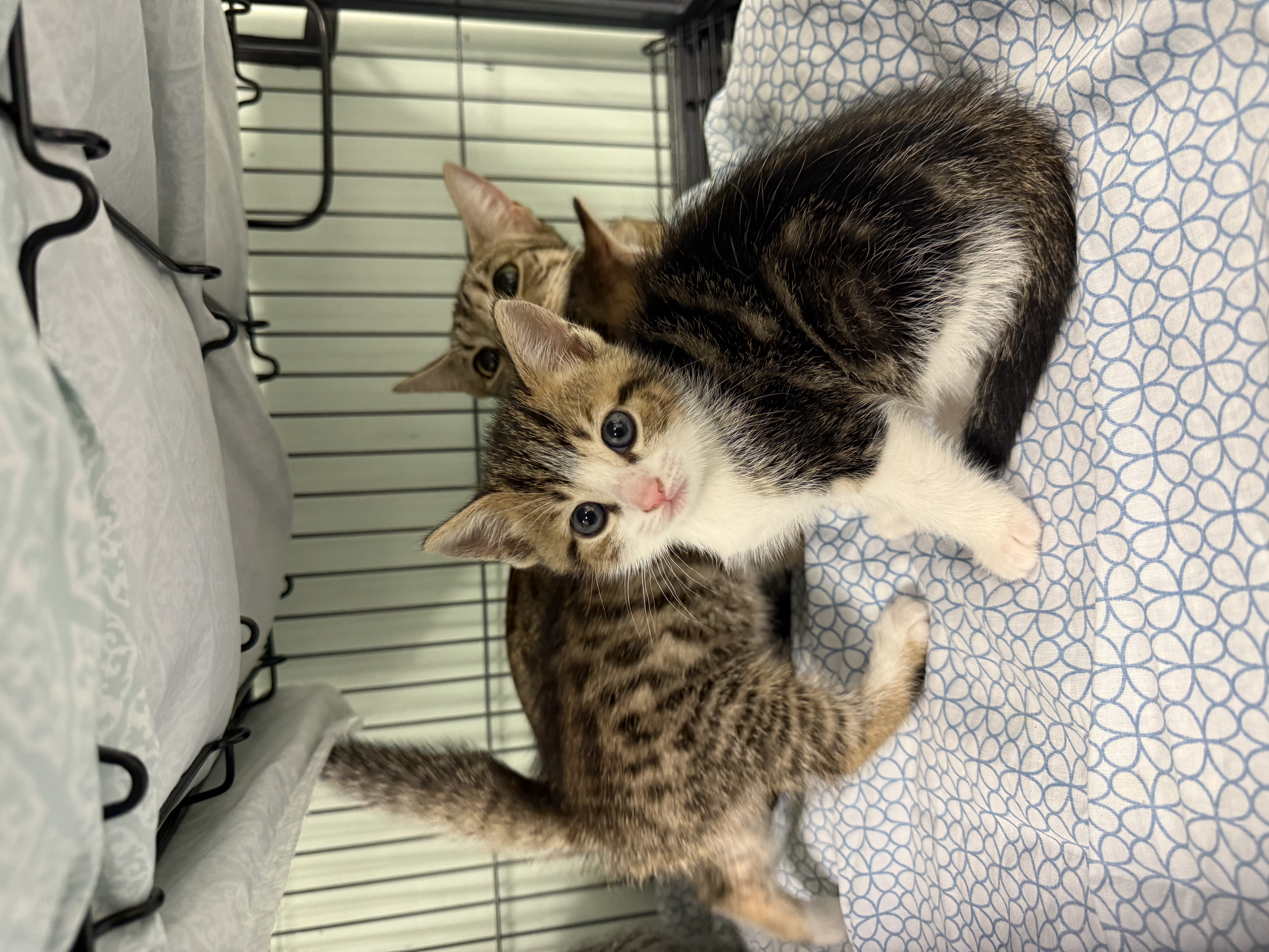 Kittens in rescue housing