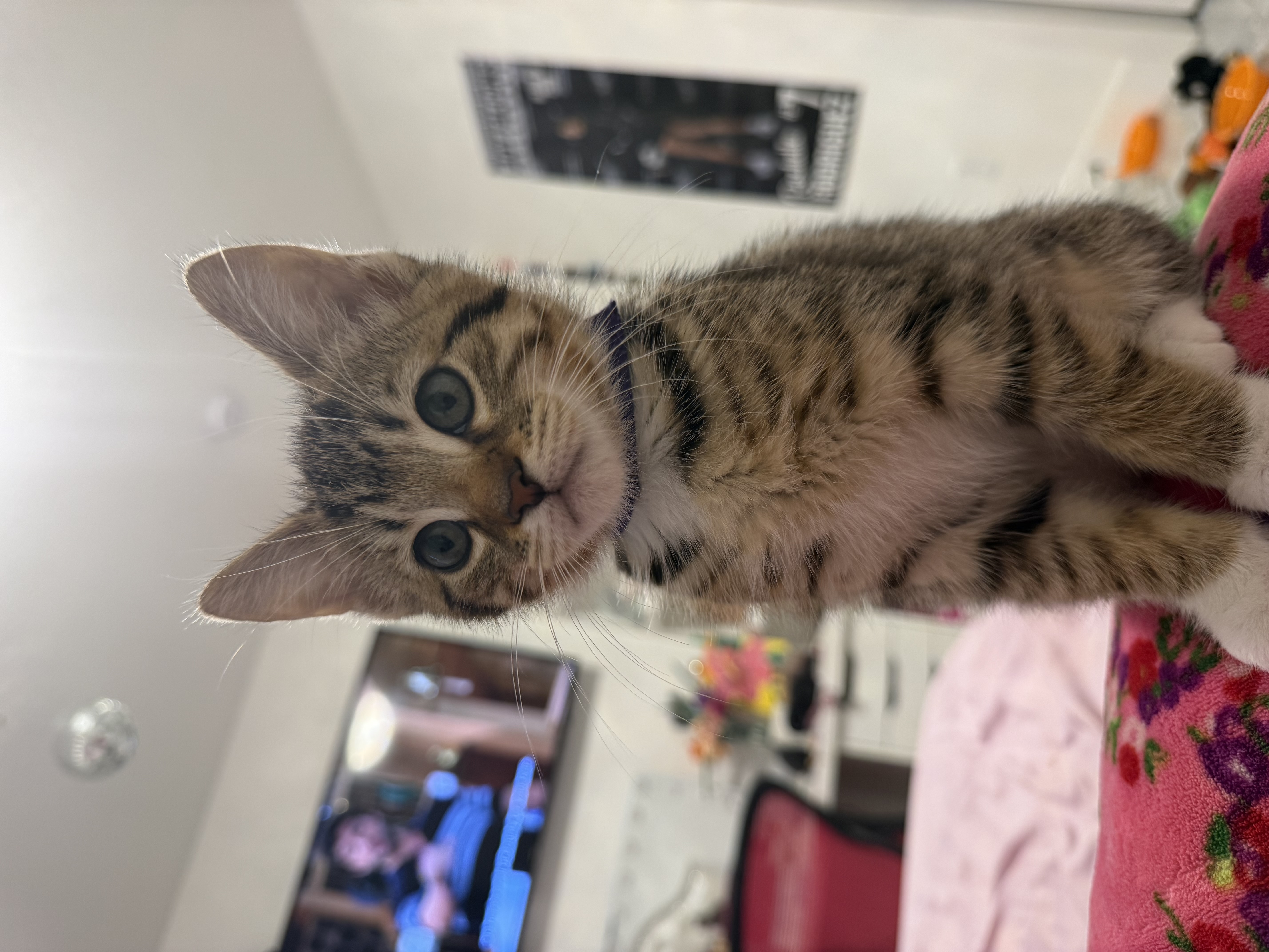 Ladybug the cat