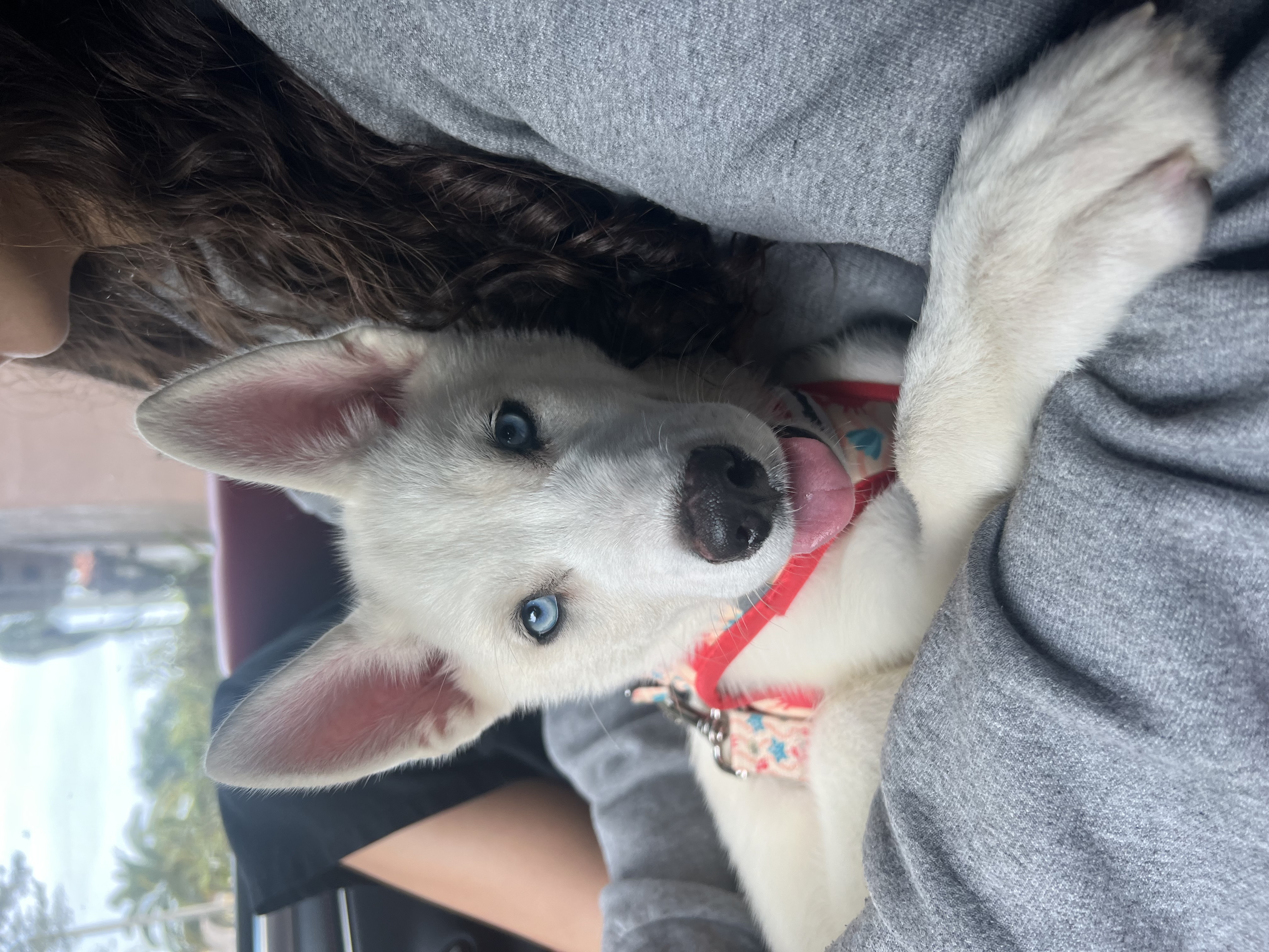 Celeste the dog